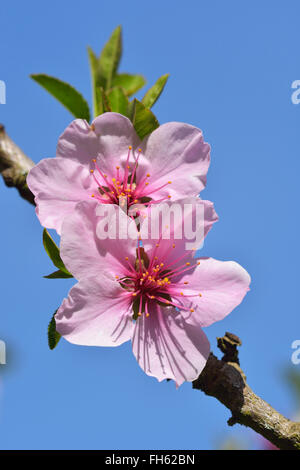Mandelblüte im Frühling, Bensheim, Odenwald, Hessen, Deutschland Stockfoto