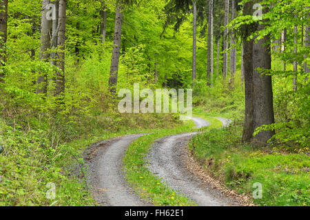 Gewundenen Schotterstraße im Wald im Frühling, Miltenberg, Miltenberg Bezirk, Churfranken, Franken, Bayern, Deutschland Stockfoto