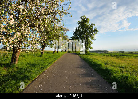 Landstraße mit blühenden Apfelbaum im Frühjahr, Walldurn, Neckar-Odenwald-Kreis, Odenwald, Baden-Württemberg, Deutschland Stockfoto