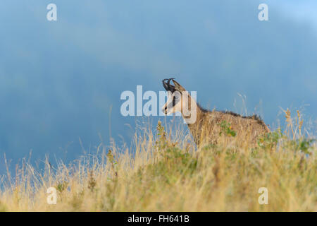 Gämse (Rupicapra Rupicapra), Hohneck, Vogesen, Elsass, Frankreich Stockfoto