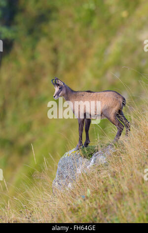 Gämse (Rupicapra Rupicapra), Hohneck, Vogesen, Elsass, Frankreich Stockfoto