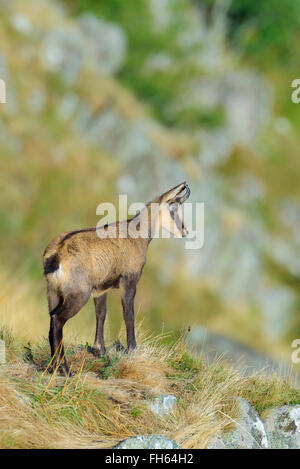 Gämse (Rupicapra Rupicapra), Hohneck, Vogesen, Elsass, Frankreich Stockfoto