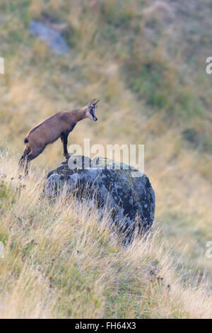 Gämse (Rupicapra Rupicapra), Hohneck, Vogesen, Elsass, Frankreich Stockfoto