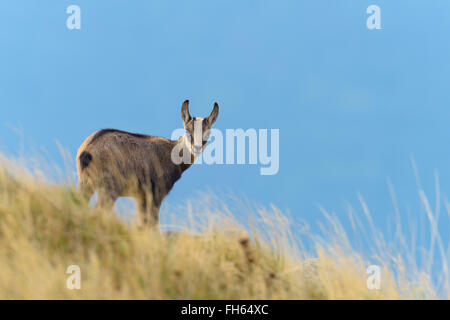 Gämse (Rupicapra Rupicapra), Hohneck, Vogesen, Elsass, Frankreich Stockfoto