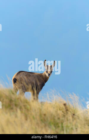 Gämse (Rupicapra Rupicapra), Hohneck, Vogesen, Elsass, Frankreich Stockfoto