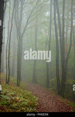 Landschaft von Foggy Waldweg mit Buche (Fagus Sylvatica) Bäume im Herbst, Oberpfalz, Bayern, Deutschland Stockfoto