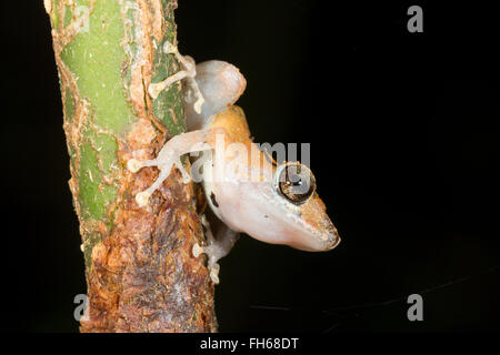 Kichwa Regen Frosch (Pristimatis Kichwarum) männlich Forderung Stellung in den Regenwald, Provinz Pastaza, Ecuador Stockfoto