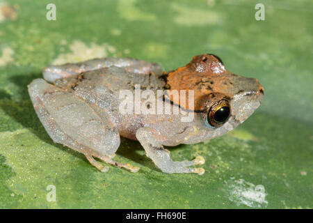 Kichwa Regen Frosch (Pristimatis Kichwarum) in den Regenwald, Provinz Pastaza, Ecuador Stockfoto