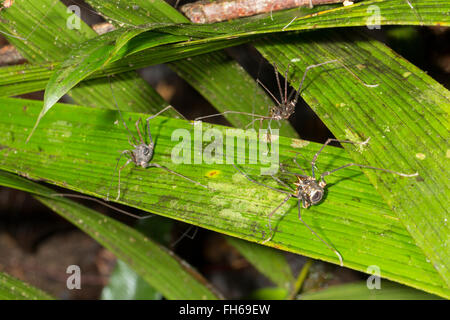 Drei riesige tropische Weberknechte (Phalangid) auf einem Blatt in den Regenwald Unterwuchs, Provinz Pastaza, Ecuador Stockfoto