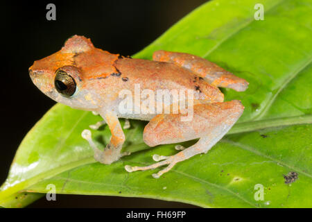 Kichwa Regen Frosch (Pristimatis Kichwarum) in den Regenwald, Provinz Pastaza, Ecuador Stockfoto