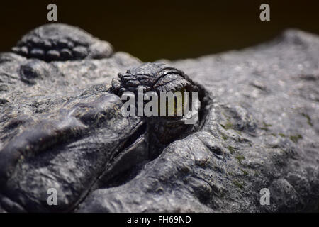 Krokodil Auge Closeup Stockfoto