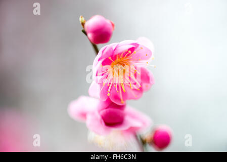 Pflaumenblüten in Washington DC / WASHINGTON DC – Eine Nahansicht zeigt eine rosa Pflaumenblüte, die entlang des Tidal Basin blüht. Diese Obstbäume gehören zu den ersten, die in der Hauptstadt blühen und im Spätwinter oder frühen Frühjahr vor Beginn der Kirschblüte oft Farbe verleihen. Stockfoto