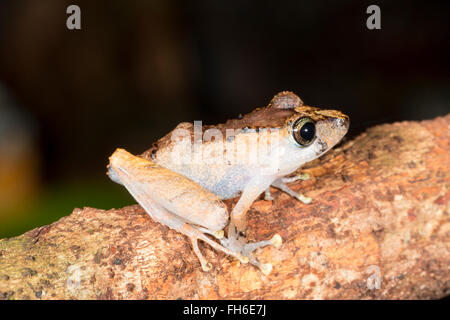 Kichwa Regen Frosch (Pristimantis Kichwarum) auf einem Blatt im Regenwald, Provinz Pastaza, Ecuador Stockfoto