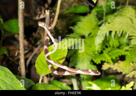 Blunthead Treesnake (Imantodes Cenchoa) Klettern in den Regenwald Unterwuchs in der Provinz Pastaza, Ecuador Stockfoto