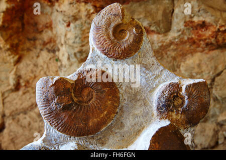 Ammoniten Fossil in Valencia Spanien Stockfoto