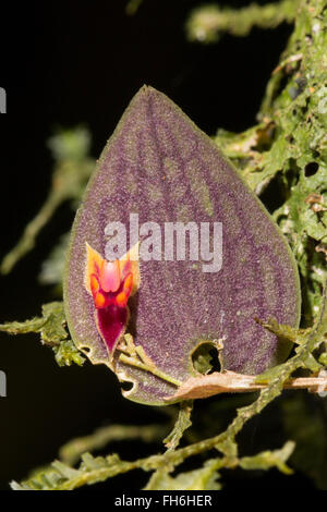 Ein Mikro Orchidee Lepanthes SP. wächst unter Moos auf dem Ast eines Baumes Regenwald in der Provinz Pastaza, Ecuador Stockfoto