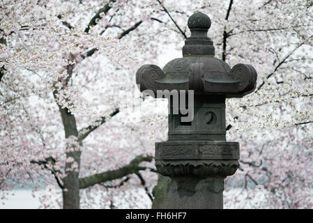 WASHINGTON DC, Vereinigte Staaten – die Kirschblüte im Gezeitenbecken in Washington DC, mit der japanischen Laterne aus dem 16. Jahrhundert im Vordergrund. Stockfoto