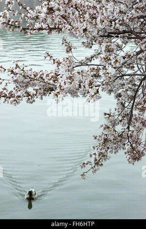 WASHINGTON DC – Kirschblüten blühen auf einem Ast, der über dem Tidal Basin hängt, während eine Ente im Wasser schwimmt. Die blühenden Yoshino-Kirschbäume rund um das Becken waren Teil eines japanischen Geschenks im Jahr 1912. Ihre jährliche Blüte ist die Hauptattraktion des National Cherry Blossom Festival. Stockfoto