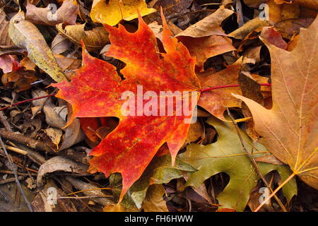 Bunte Ahornblatt auf Bett der Blätter im Herbst. Orange in der Farbe rot.  Laub auf Boden.  Mehrere Blätter am Boden.  Schöne Farbe. Herbstfarben. Stockfoto