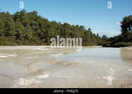 Die Primel-Terrasse ist die größte Sinter-Terrasse in Neuseeland. Es lagert sich die Kieselsäure aufgelöst in der Champagne Pool Stockfoto