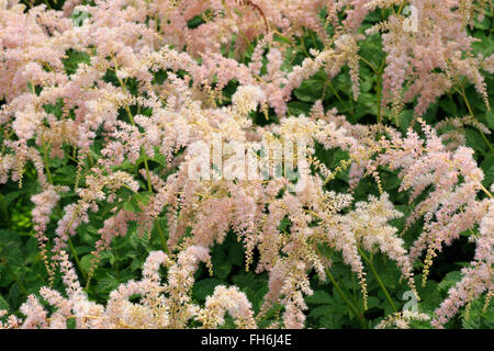 Astilbe innerhalb der Familie Saxifragaceae Stockfoto