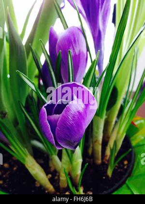 Lila Krokus Blüten blühen in einem Topf Stockfoto