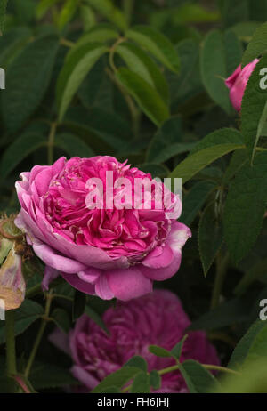 Rosa CHARLES DE MILLS Rose, Gallica, Provins, Stockfoto