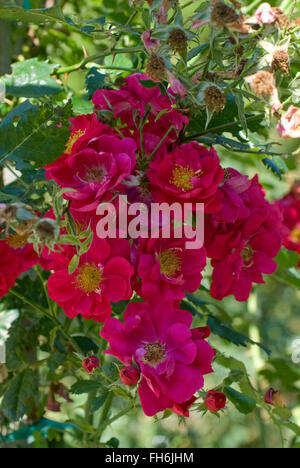 Rosa HENRY KELSEY, Bergsteiger, Strauch, Kordesii, Stockfoto