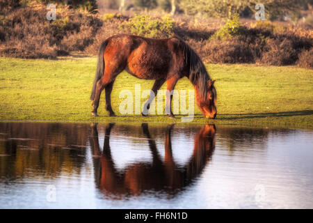 ein wildes New Forest Pony, trinken aus einem Teich in der Nähe von Lyndhurst, Hampshire, England, UK Stockfoto