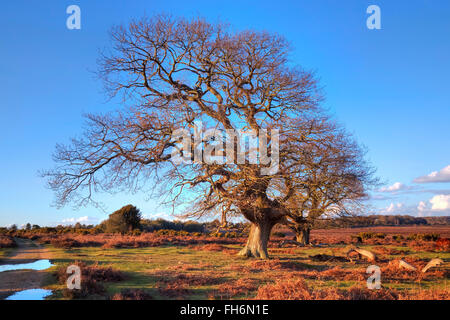 Baum im Winter bei Mogshade Hill, New Forest, Lyndhurst, England, UK Stockfoto