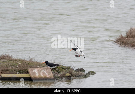 Ein Austernfischer kommen ins Land neben seinen Kumpel Stockfoto