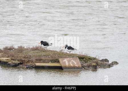 Zwei Austernfischer warten auf Ebbe auf der Lagune bei zwei Tree Island, Essex Stockfoto