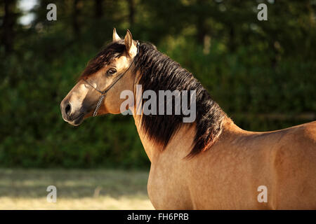Gypsy Vanner Horse Hengst Porträt in Abend-Gestüt Stockfoto