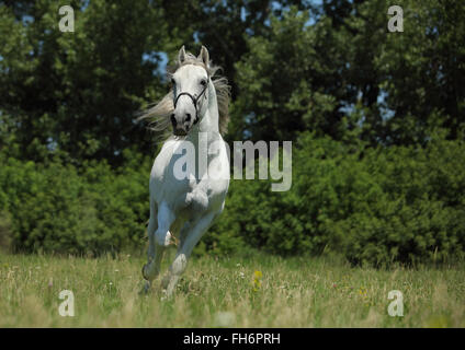 Weißes Pferd Orlow Traber laufen Galopp im Sommer Stockfoto