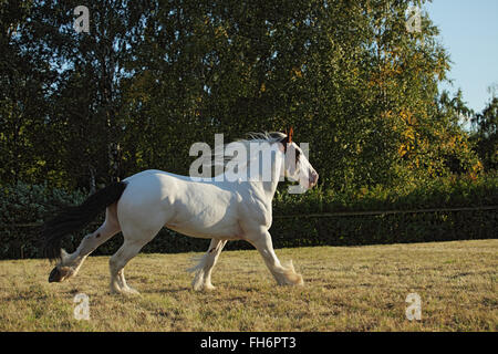 Drum-Horse Hengst läuft Galopp in Abend-Wiese Stockfoto