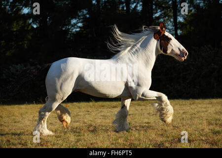 Drum-Horse Hengst läuft Galopp in Abend-Wiese Stockfoto