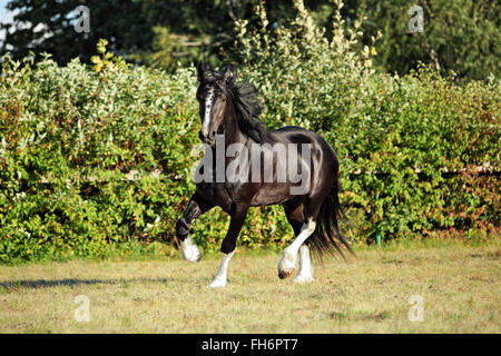 Schwarze Shire Horse im Schatten eines Baumes in der Sonne auf Ackerland Stockfoto