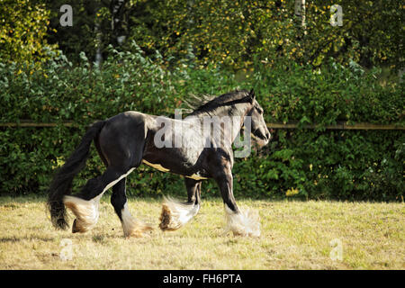 Schwarze Shire Horse im Schatten eines Baumes in der Sonne auf Ackerland Stockfoto