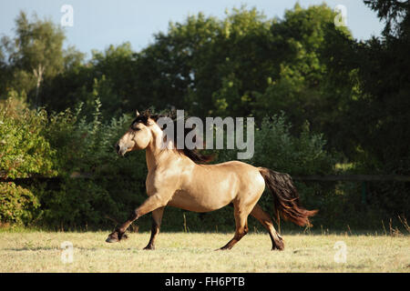 Schweres Zugpferd läuft Galopp auf der Wiese Abend nach unten Stockfoto