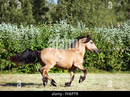 Schweres Zugpferd läuft Galopp auf der Wiese Abend nach unten Stockfoto