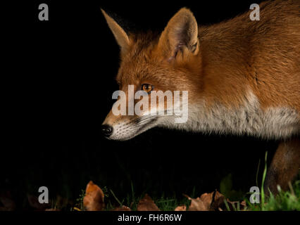 Rotfuchs urban Nachtaufnahme Stockfoto