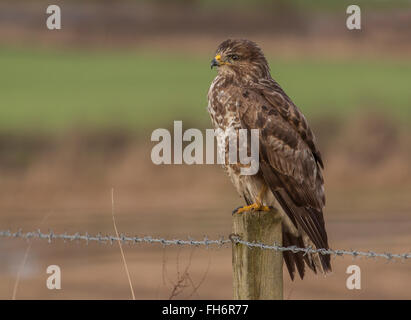 Mäusebussard auf Zaunpfosten Stockfoto