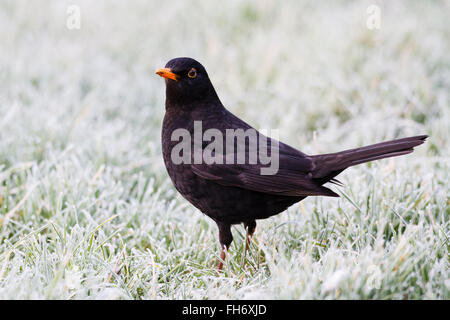 24. Februar 2016. UK Wetter. Amsel (Turdus merula) steht auf einem Rasen im Garten am frühen Morgen Frost in East Sussex, UK Credit: Ed Brown/Alamy leben Nachrichten Stockfoto