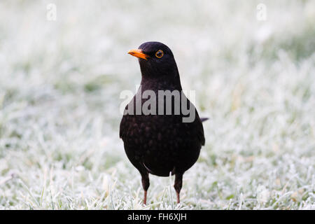 24. Februar 2016. UK Wetter. Amsel (Turdus merula) steht auf einem Rasen im Garten am frühen Morgen Frost in East Sussex, UK Credit: Ed Brown/Alamy leben Nachrichten Stockfoto