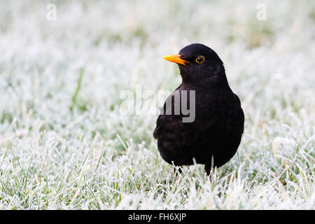 24. Februar 2016. UK Wetter. Amsel (Turdus merula) steht auf einem Rasen im Garten am frühen Morgen Frost in East Sussex, UK Credit: Ed Brown/Alamy leben Nachrichten Stockfoto