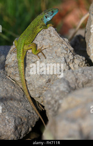 Europäische Grüne Eidechse (Lacerta Viridis), männliche Kleid Paarung, Zucht Gefieder, Sonnen am Felsen, Nationalpark Balaton Oberland Stockfoto