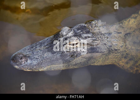 Alligator mit Augen über Wasser schwimmen Stockfoto