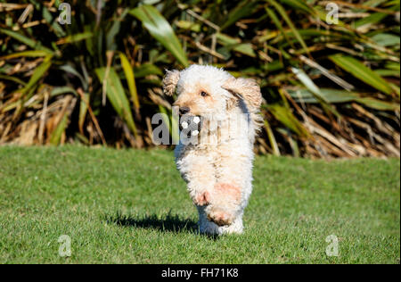 Apricot farbigen behaarte Labradoodle Hund laufen auf dem Rasen und hält einen Ball in den Mund Stockfoto