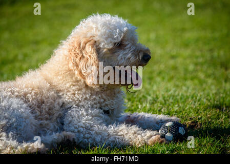 Apricot farbigen behaarte Labradoodle Hund auf der Wiese liegend Stockfoto