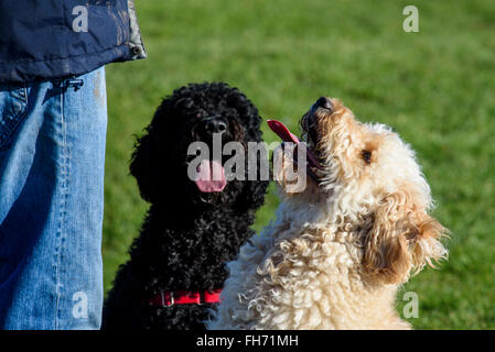 Zwei Labradoodle Hunde auf dem Rasen sitzen und keuchend, während bei ihrem Meister nachschlagen Stockfoto